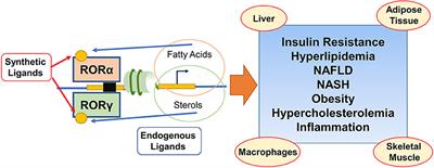 Nuclear Receptor RORα/γ: Exciting Modulators in Metabolic Syndrome and Related Disorders